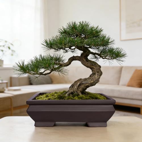 Top 5 Best Bonsai Tree Pots And Trays For UK