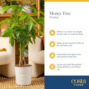 Bonsai Braided Money Plant Tree Indoors