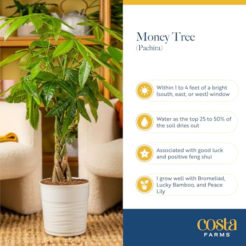 Top 6 Best Bonsai Style Money Tree Indoor