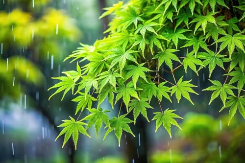 Best Bonsai Pot For Japanese Maple Indoor And Outdoor