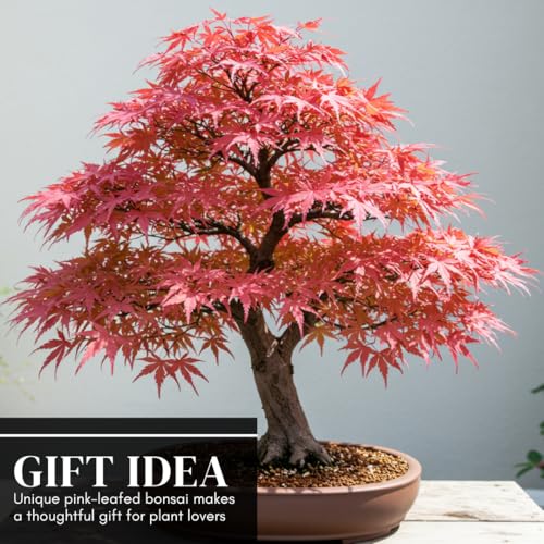 Best Japanese Maple Bonsai Tree Live Plant