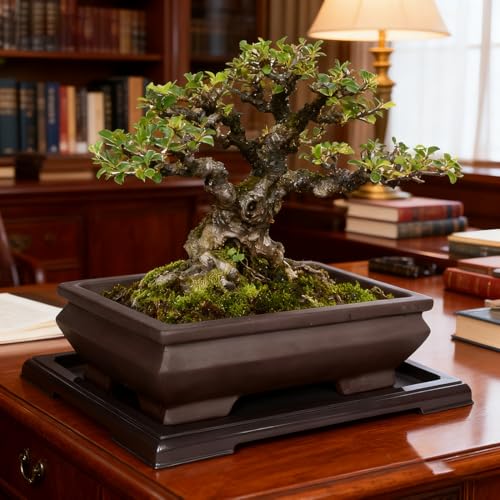 Top 5 Best Bonsai Clay Pots