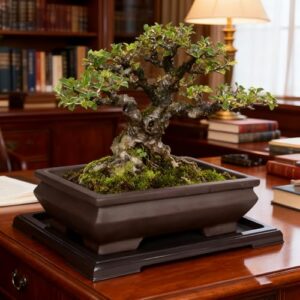 Best Japanese Bonsai Pots Australia Online