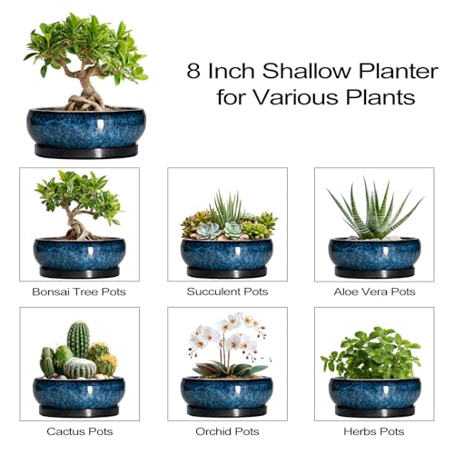 Top 5 Best Ceramic Bonsai Planter