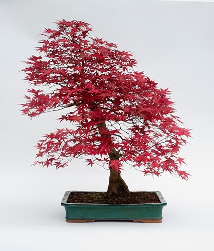 Buy Japanese Red Maple Tree Bonsai