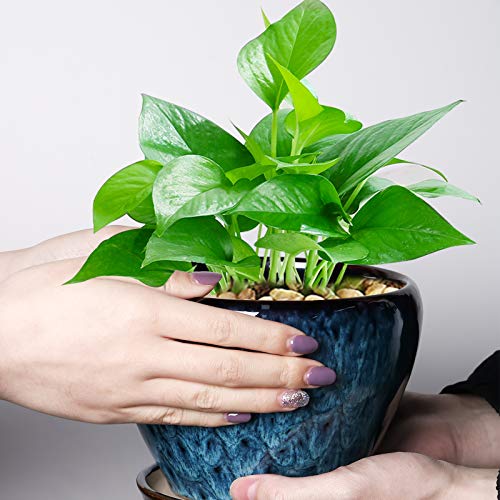 Top 5 Best Bonsai Flower Pot Indoor