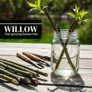 Lucky Money Willow Bonsai Tree Thick Trunk