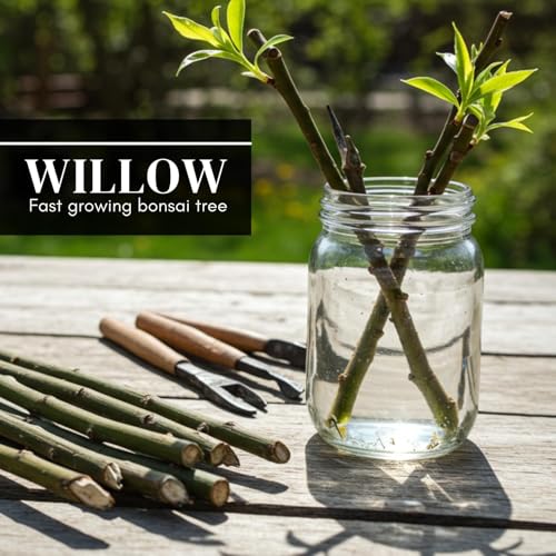 Lucky Money Willow Bonsai Tree Thick Trunk
