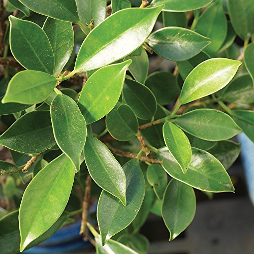 Ashland Premade Potted Bonsai Ficus