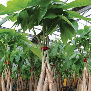 Best Brussel's Money Tree Bonsai Indoor