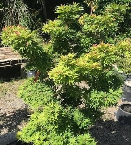 Japanese Maple Acer Palmatum Bonsai Indoors