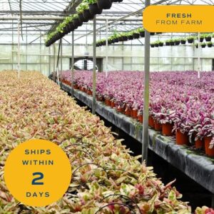 Best Bonsai Tree Money Tree Plant