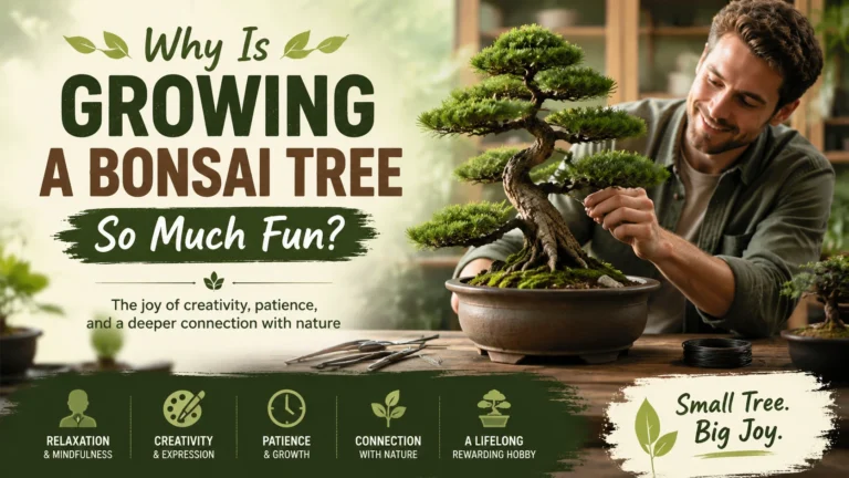 Why Is Growing a Bonsai Tree So Much Fun