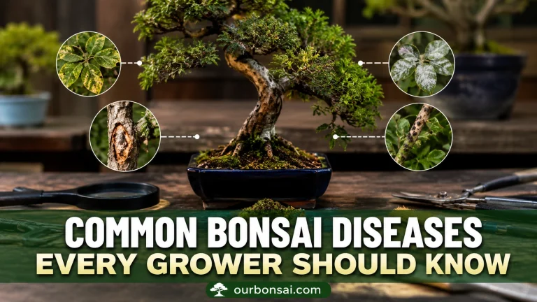 Common Bonsai Diseases Every Grower Should Know