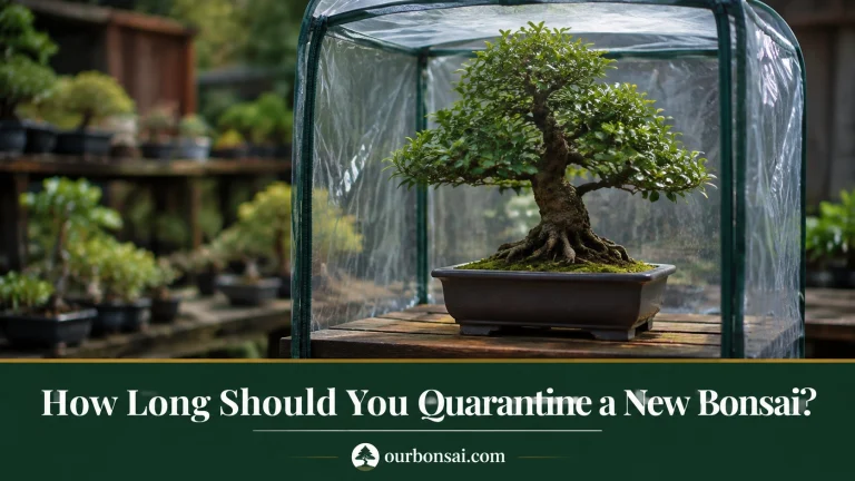 How Long Should You Quarantine a New Bonsai