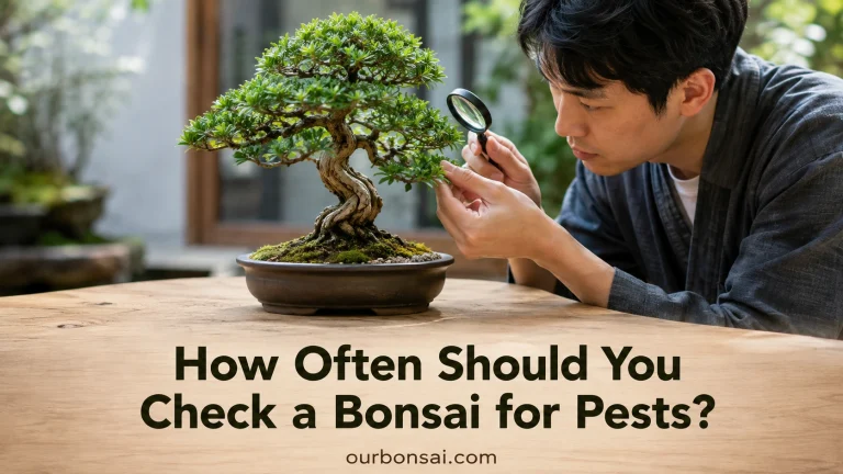 How Often Should You Check a Bonsai for Pests
