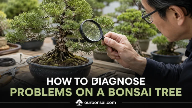 How to Diagnose Problems on a Bonsai Tree