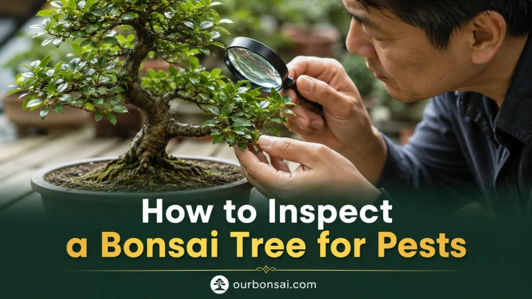 How to Inspect a Bonsai Tree for Pests