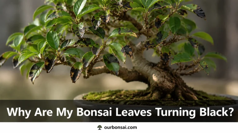 Why Are My Bonsai Leaves Turning Black