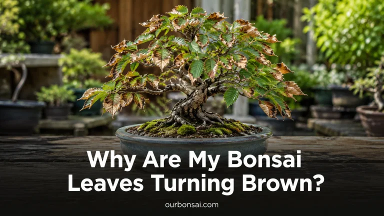 Why Are My Bonsai Leaves Turning Brown