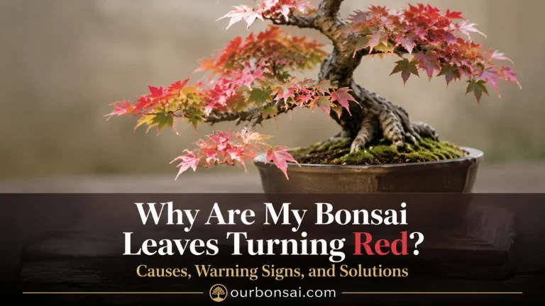 Why Are My Bonsai Leaves Turning Red Causes, Warning Signs, and Solutions