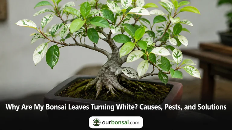 Why Are My Bonsai Leaves Turning White Causes, Pests, and Solutions