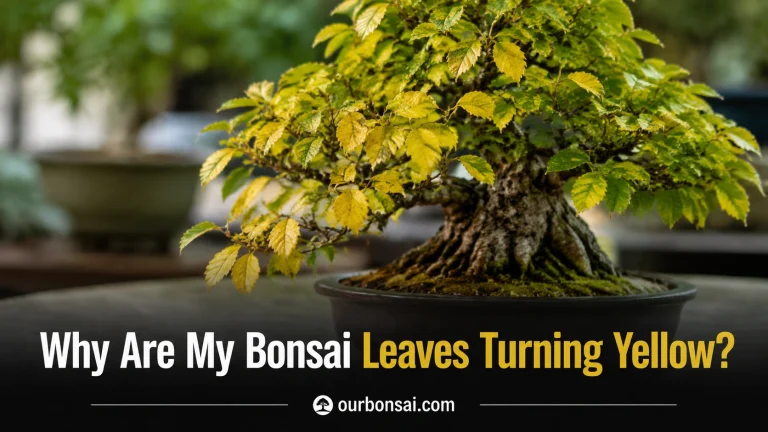 Why Are My Bonsai Leaves Turning Yellow