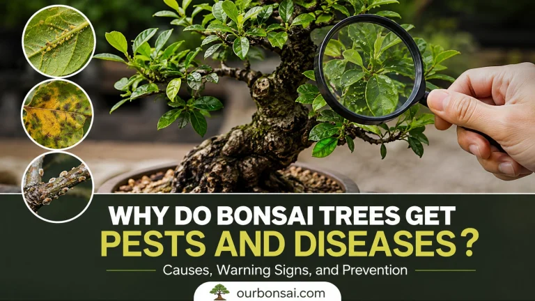 Why Do Bonsai Trees Get Pests and Diseases Causes, Warning Signs, and Prevention