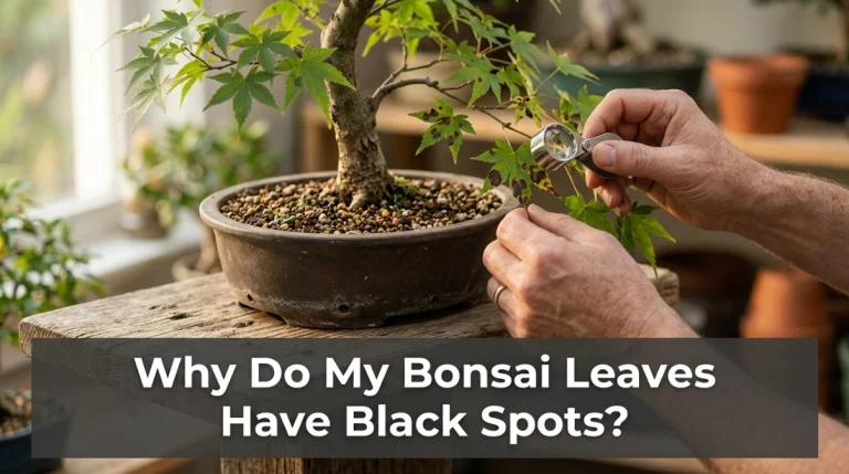 Why Do My Bonsai Leaves Have Black Spots