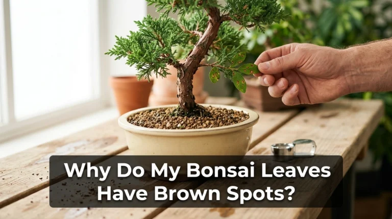 Why Do My Bonsai Leaves Have Brown Spots