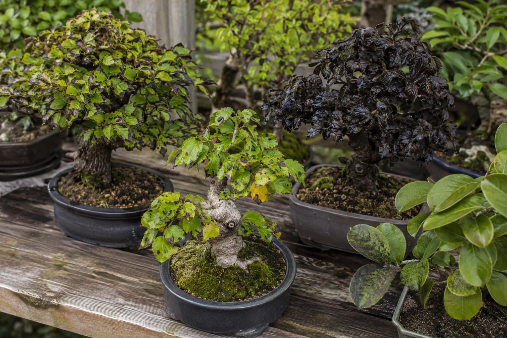 Why are my bonsai leaves turning black showing common leaf damage patterns