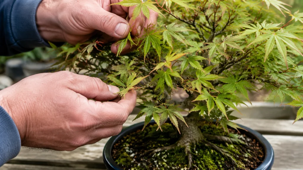 How often should you check a bonsai for pests and where to inspect leaves and branches