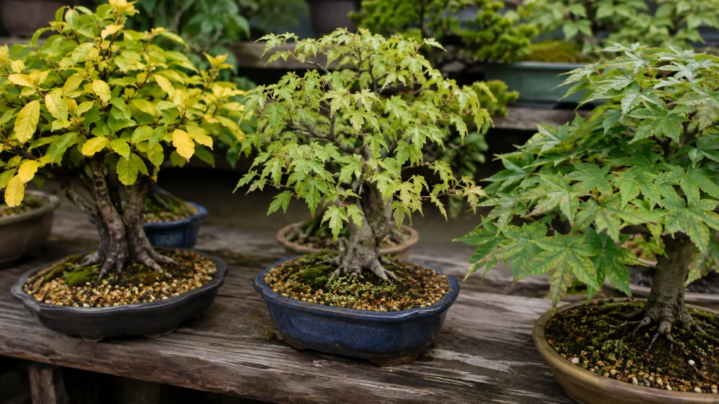 Why are my bonsai leaves turning yellow showing common causes including pests, overwatering, and root problems