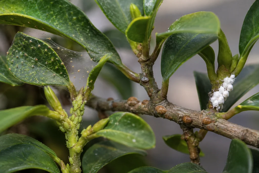 How to tell if your bonsai has a pest or disease by inspecting leaves for common pest signs