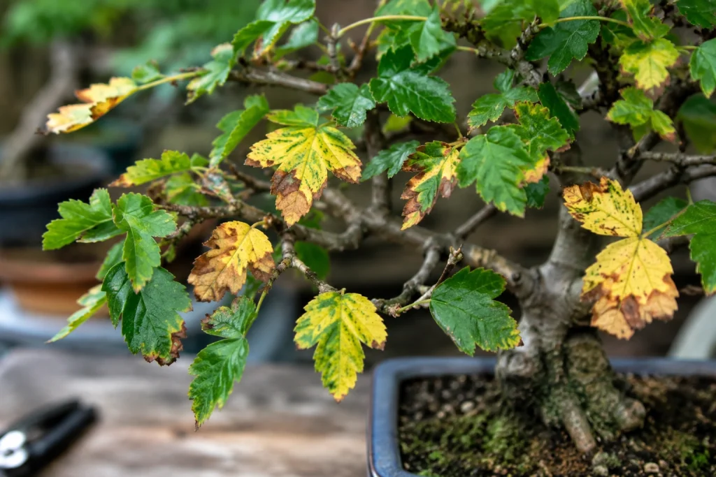 How to diagnose problems on a bonsai tree by examining leaf symptoms