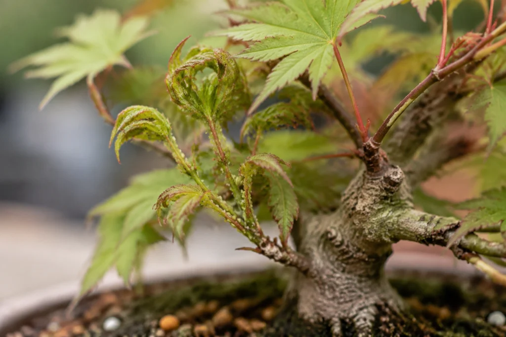 Bonsai pest warning signs including damaged leaves and insects