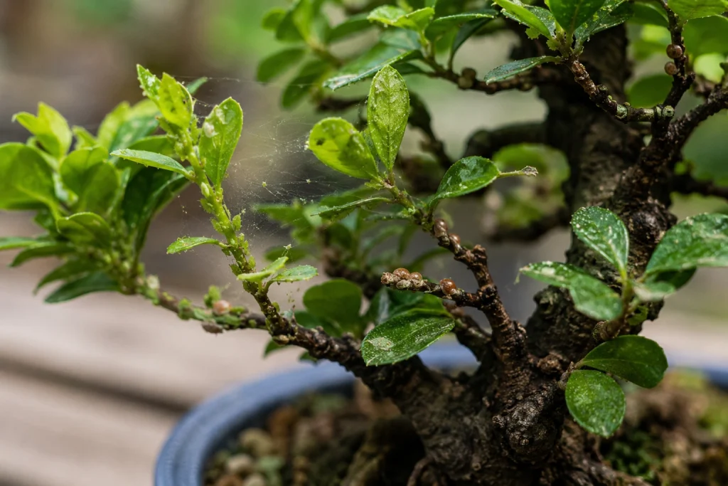 Bonsai pest vs disease comparison showing common pest damage on bonsai leaves