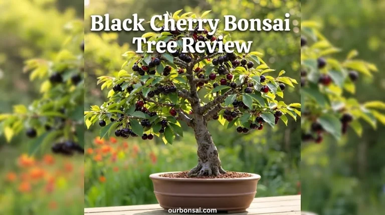 Black Cherry Bonsai Tree Review
