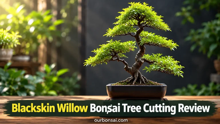 Blackskin Willow Bonsai Tree Cutting Review