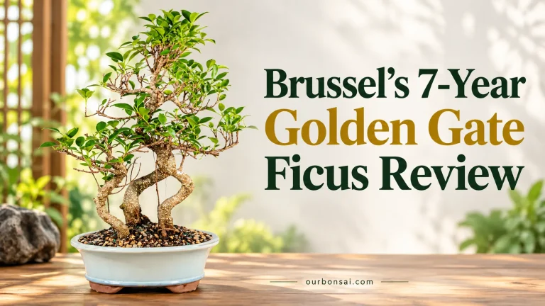 Brussel’s 7-Year Golden Gate Ficus Review