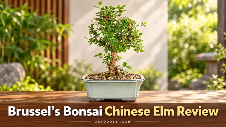 Brussel’s Bonsai Chinese Elm Review