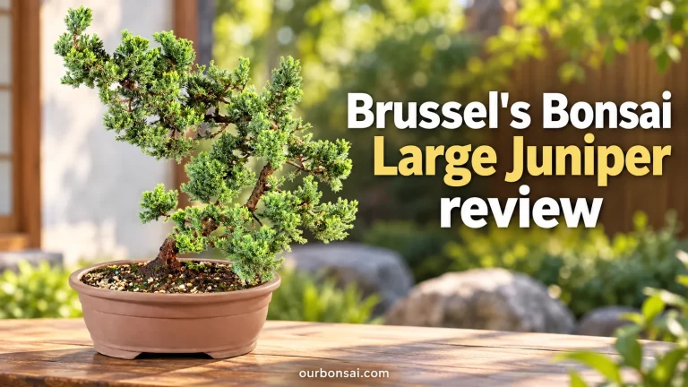 Brussel's Bonsai Large Juniper Review