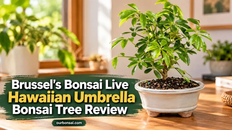 Brussel's Bonsai Live Hawaiian Umbrella Bonsai Tree Review