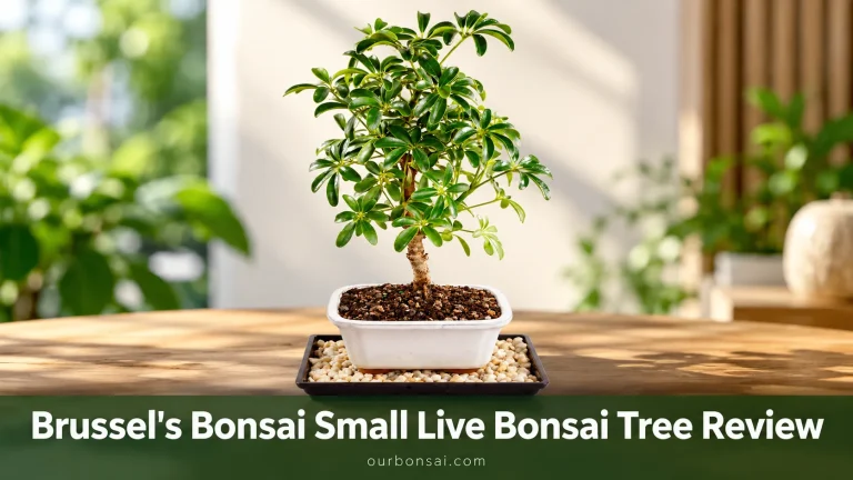 Brussel's Bonsai Small Live Bonsai Tree Review