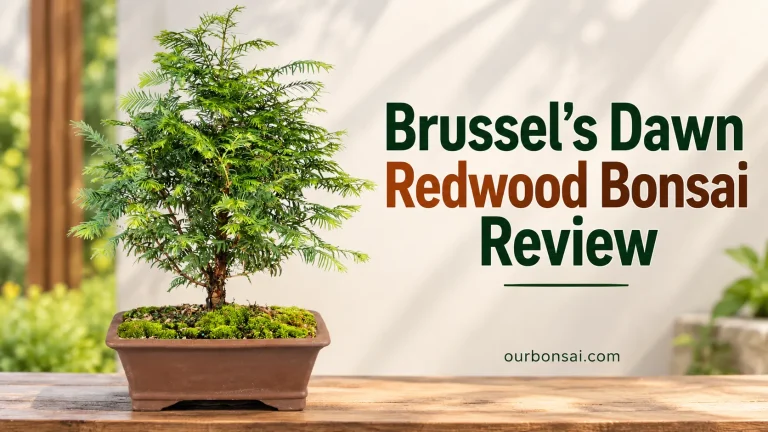 Brussel’s Dawn Redwood Bonsai Review