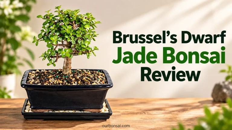Brussel’s Dwarf Jade Bonsai Reviewv