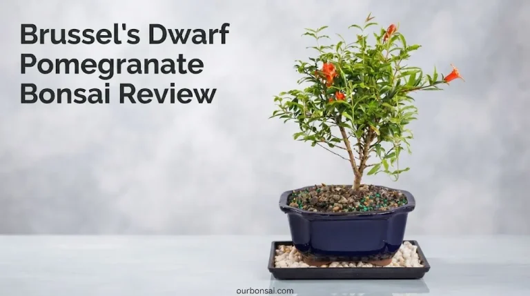 Brussel’s Dwarf Pomegranate Bonsai Review
