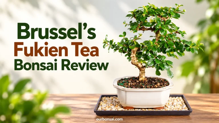 Brussel's Fukien Tea Bonsai Review