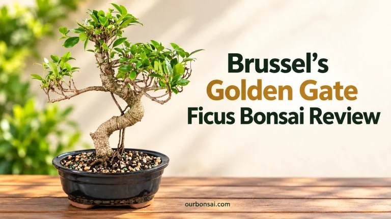 Brussel’s Golden Gate Ficus Bonsai Review