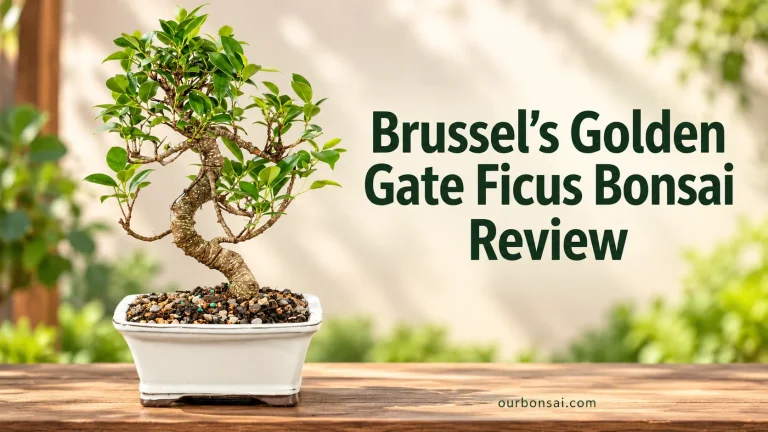 Brussel’s Golden Gate Ficus Bonsai Review
